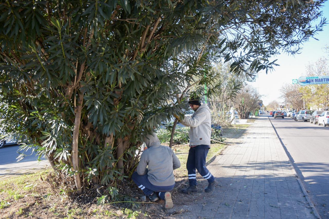 LA MUNICIPALIDAD SE ENCUENTRA REALIZANDO MANTENIMIENTO DE PLANTAS EN AVENIDA SAN MARTÍN