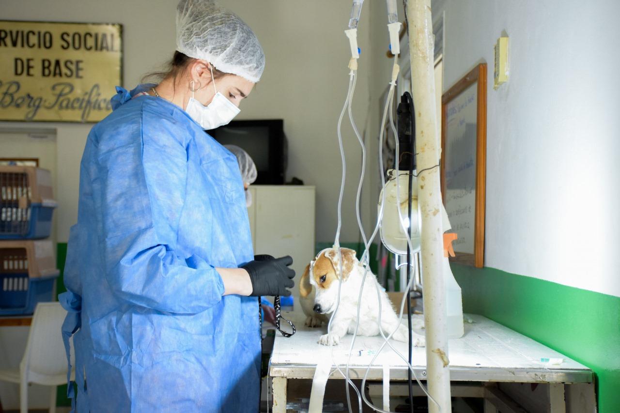 LA MUNICIPALIDAD REALIZÓ 80 CASTRACIONES GRATUITAS EN BARRIO CARLOS BERG